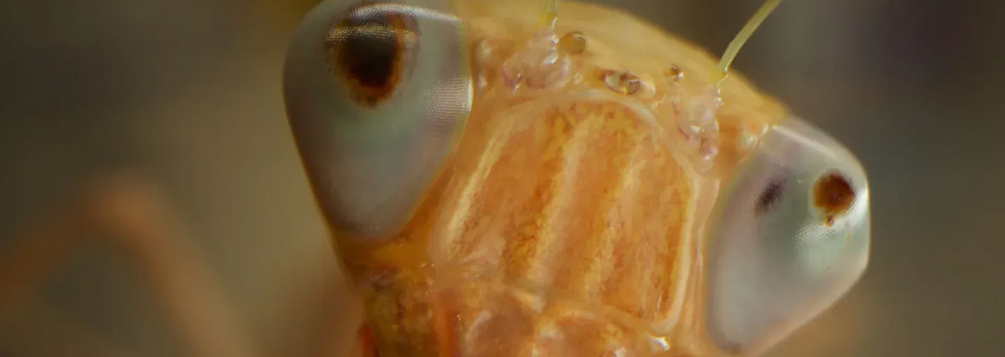 Bugs That Rule the World