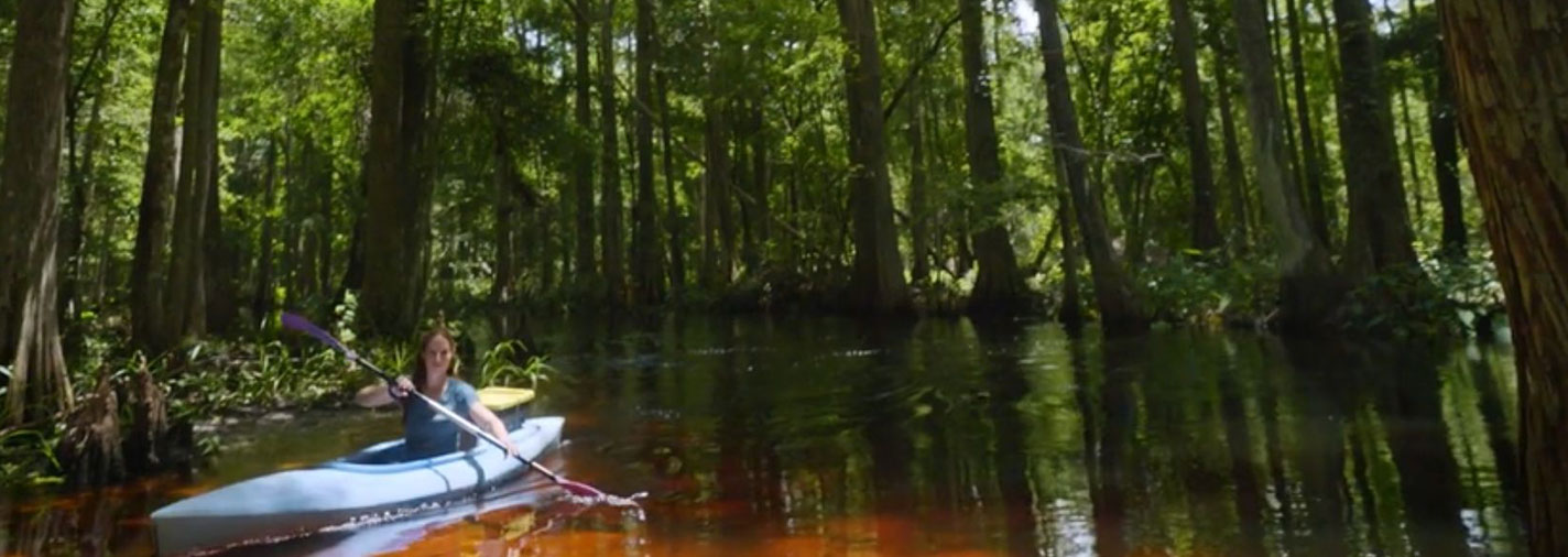 The Everglades: A Symphony of Life